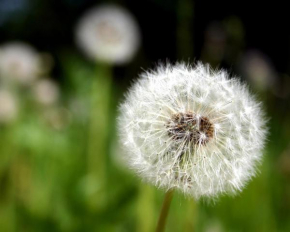 Отель Ferienwohnung Pusteblume, Вильдеман